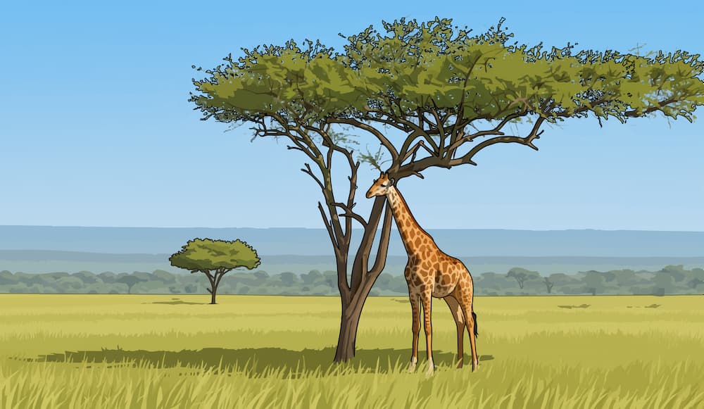 Scandlearn aviation online training icao regions giraffes